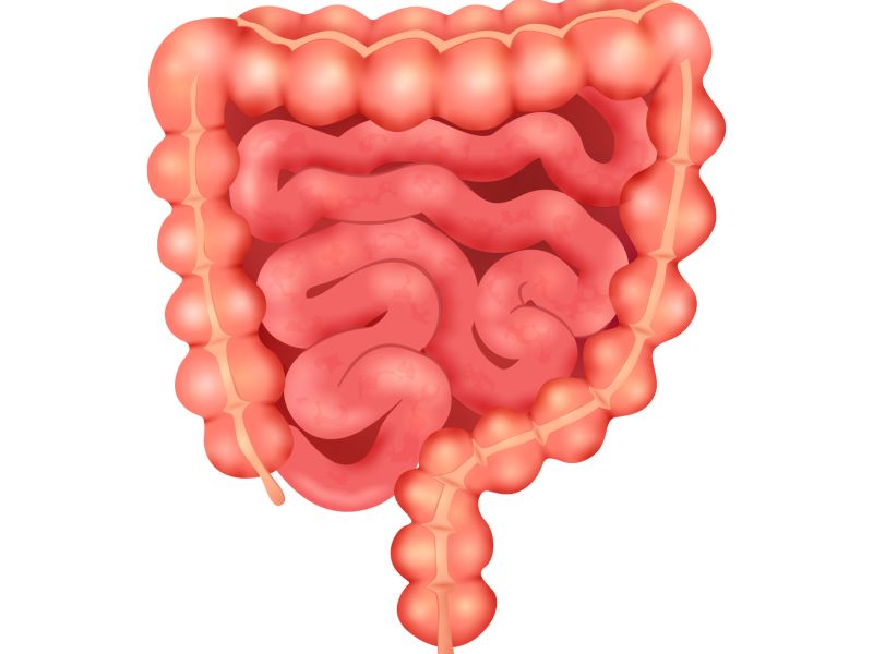 Microbiota intestinal y resistencia a la insulina: Un nuevo horizonte en el tratamiento de  la diabetes mellitus