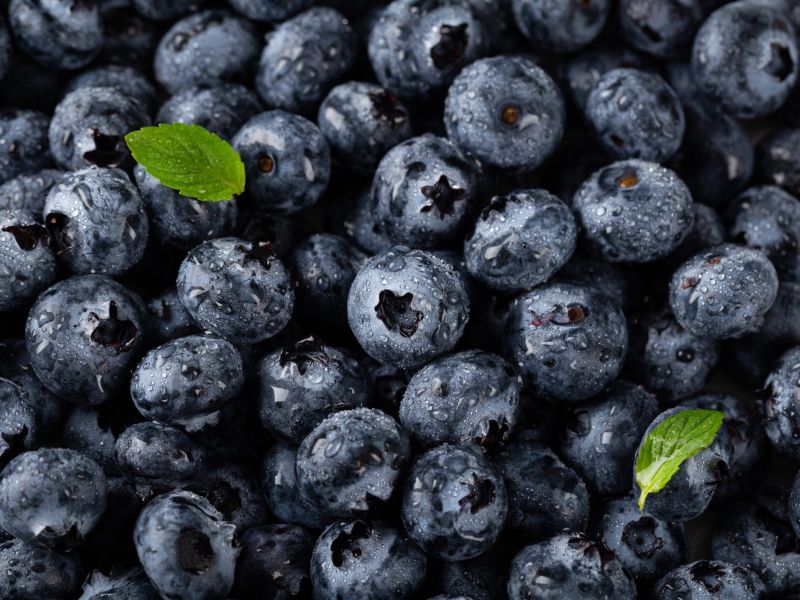 Nutrición de precisión y microbioma intestinal: el impacto de los arándanos