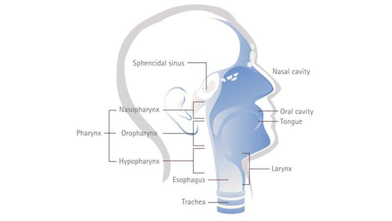 Cáncer de cabeza y cuello